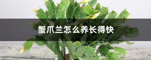 蟹爪兰怎么养长得快