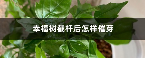 幸福树截杆后怎样催芽