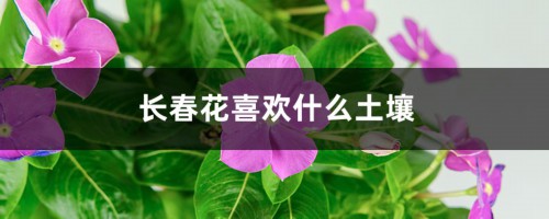 长春花喜欢什么土壤