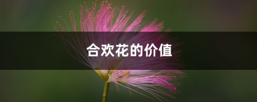 合欢花的价值