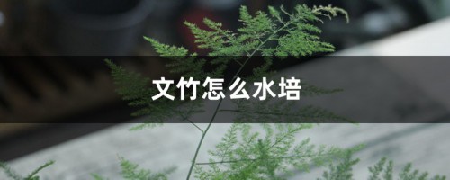 文竹怎么水培，水培多久生根