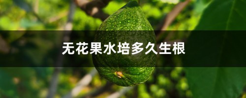 无花果水培多久生根